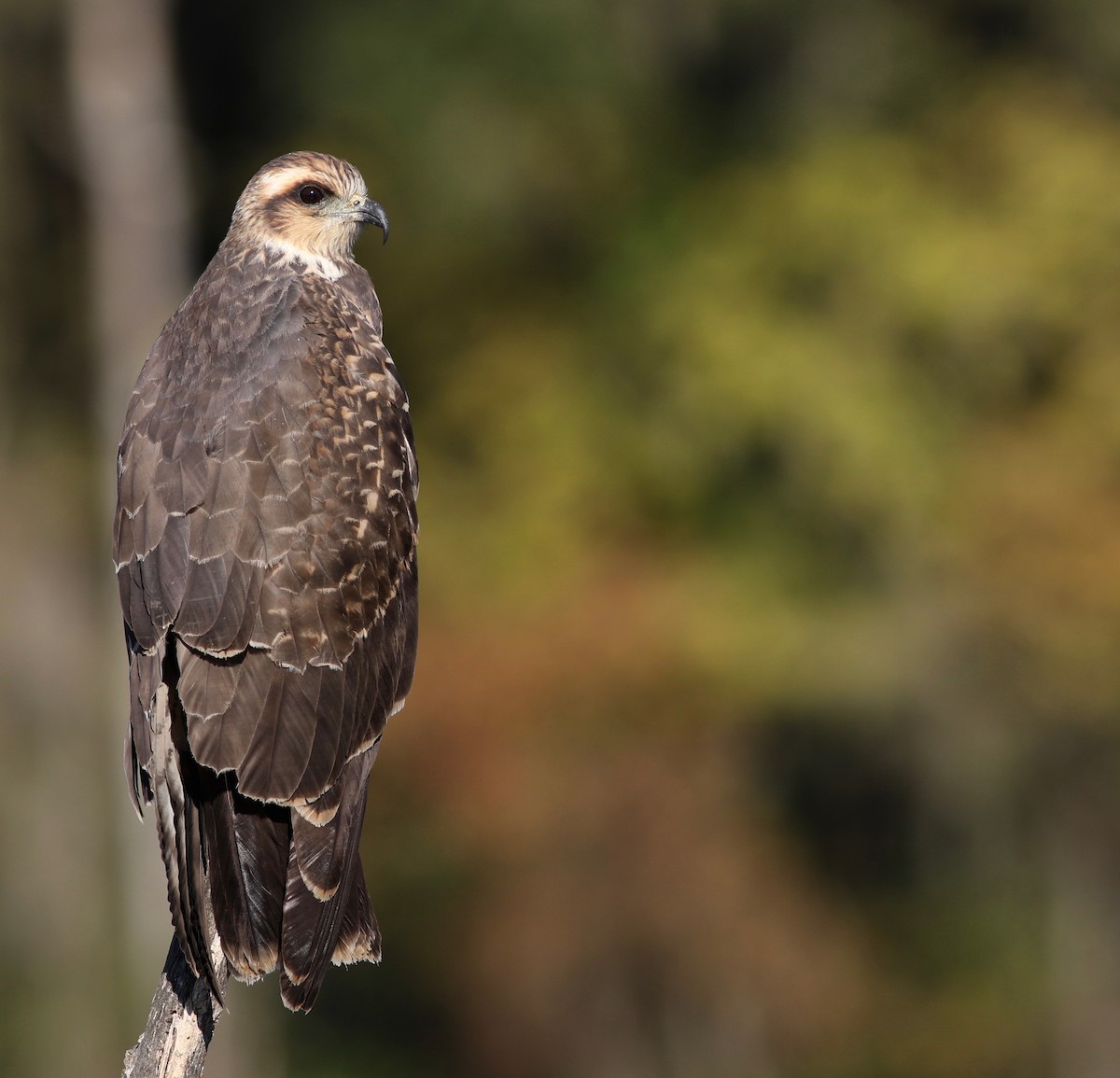 Snail Kite - ML190912521