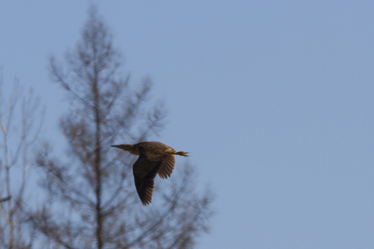 American Bittern - ML190912661