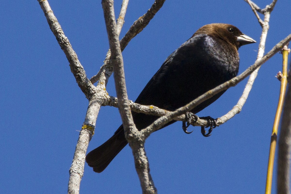 Brown-headed Cowbird - ML190912751