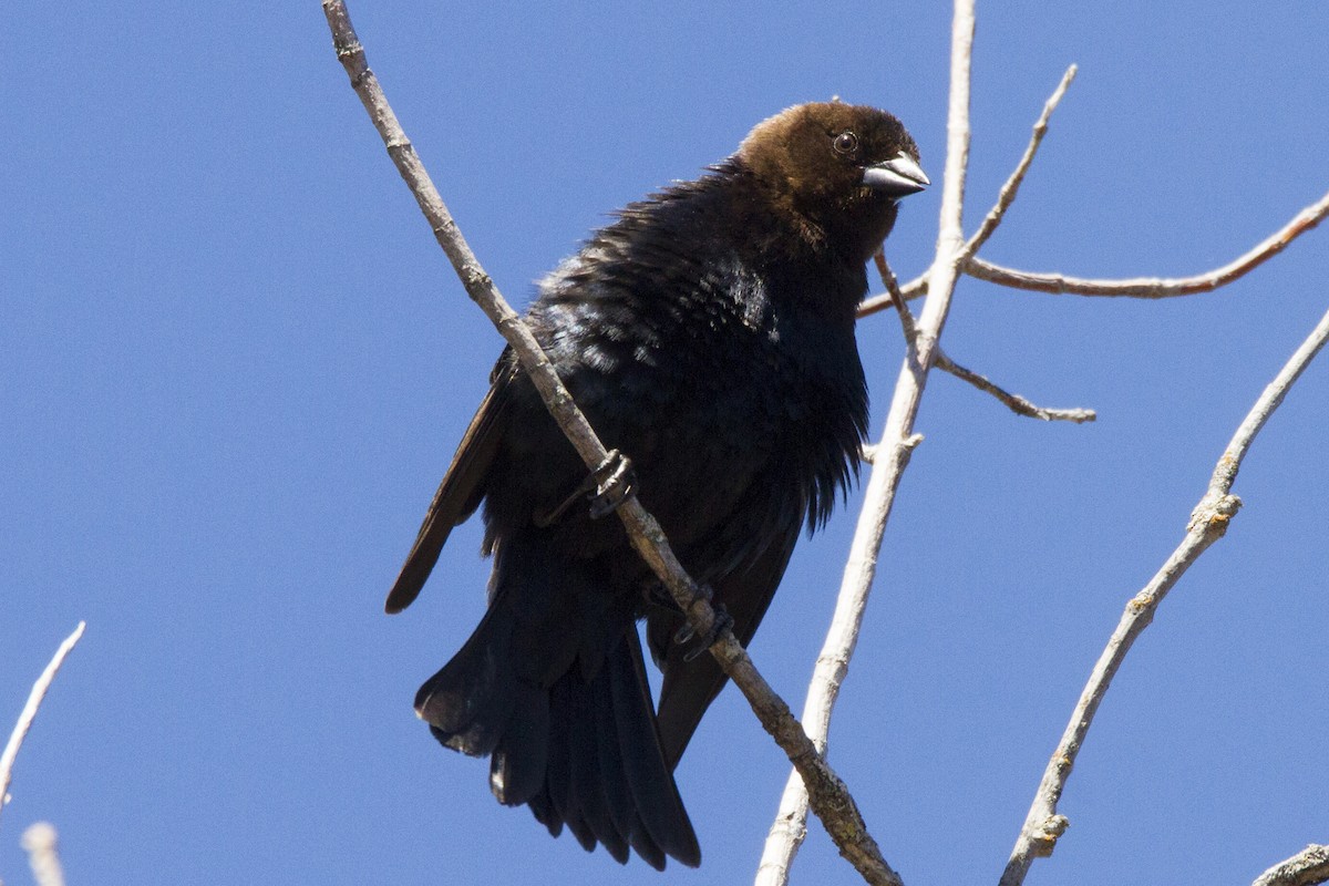 Brown-headed Cowbird - ML190912781