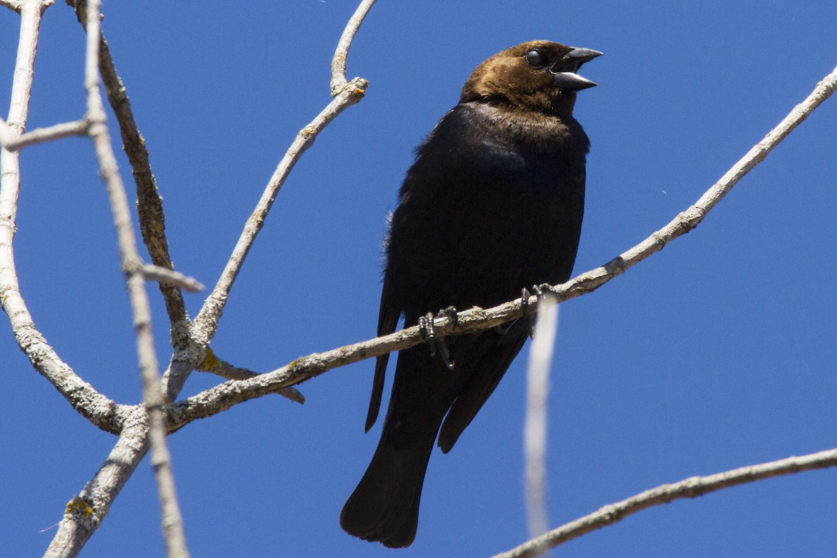 Brown-headed Cowbird - ML190912791