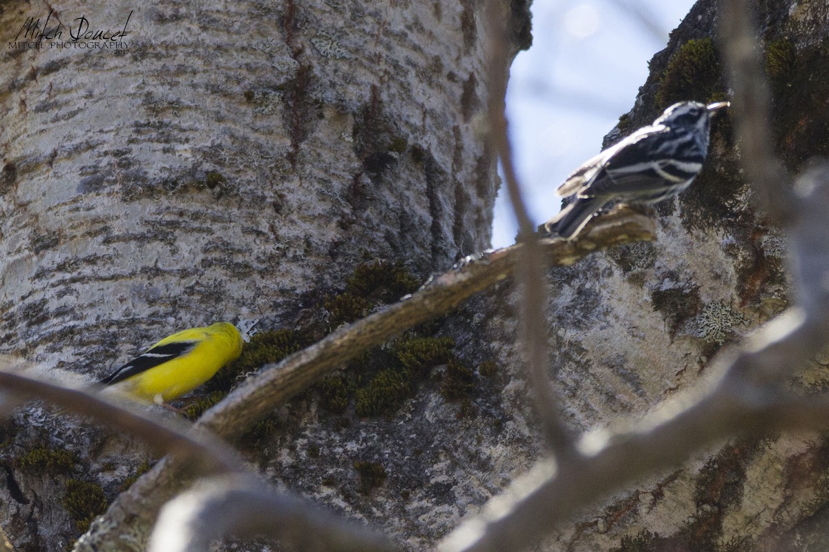 American Goldfinch - ML190913021