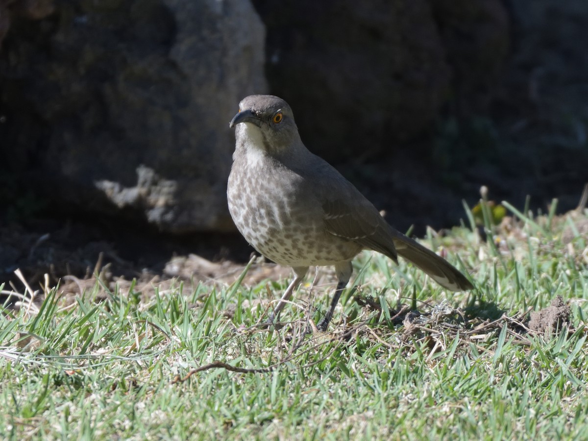 Curve-billed Thrasher - ML190913371