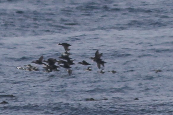 Bufflehead - ML190914891