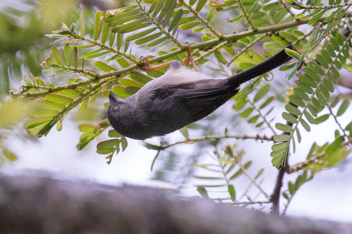 Pygmy Tit - Wayne Sladek