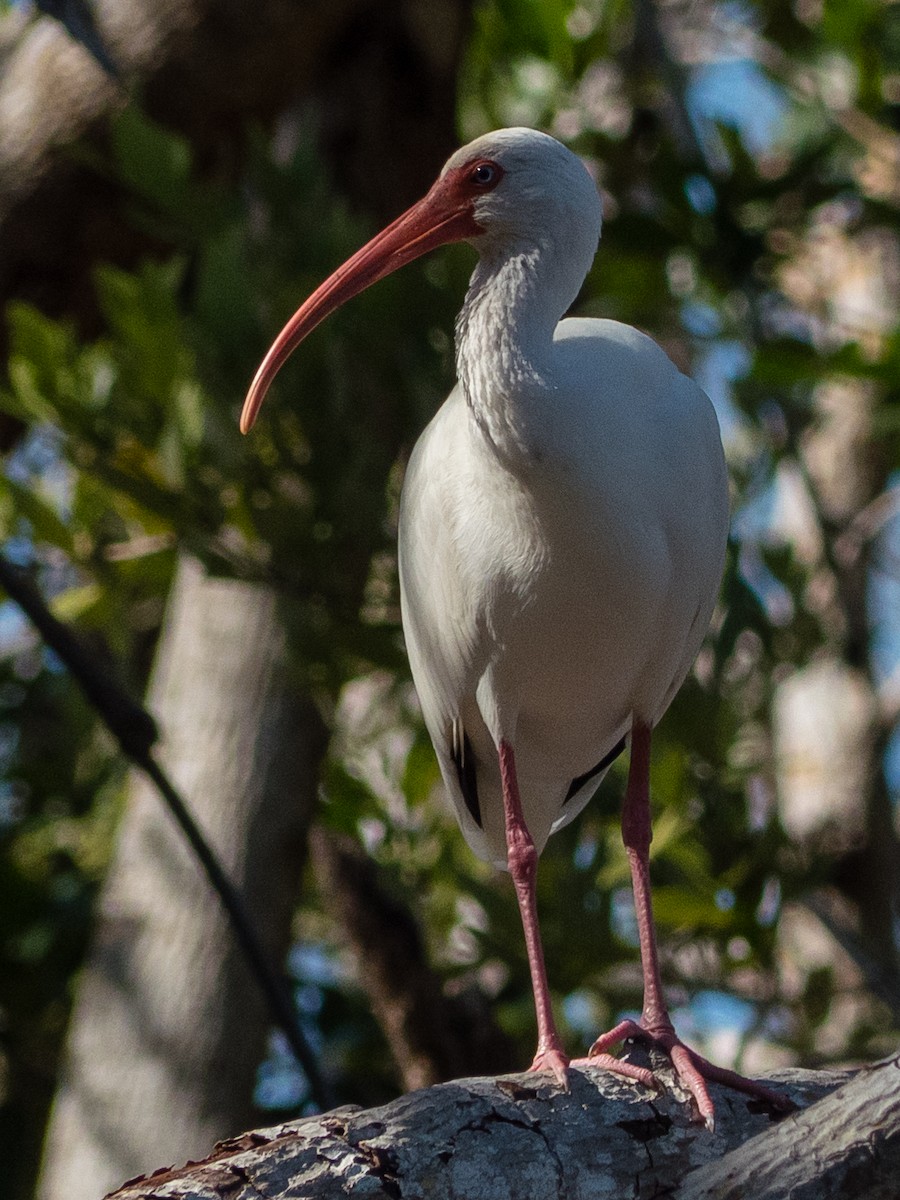 eBird Checklist - 31 Dec 2018 - Snake Bight Trail, Homestead, Florida ...