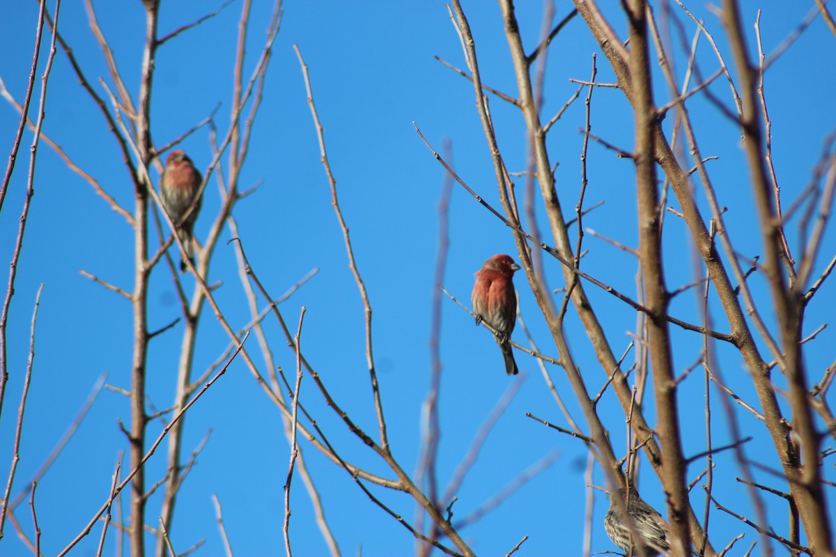 メキシコマシコ - ML190919341