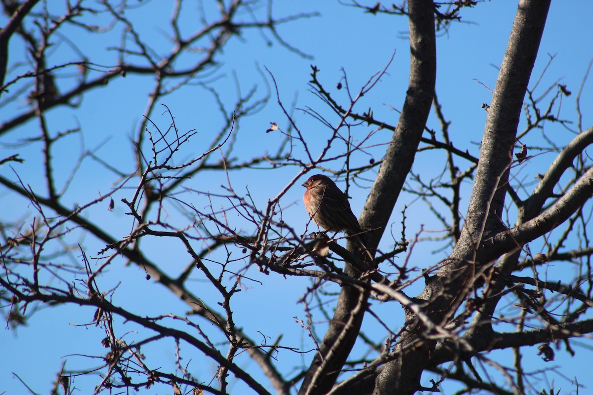 メキシコマシコ - ML190919351