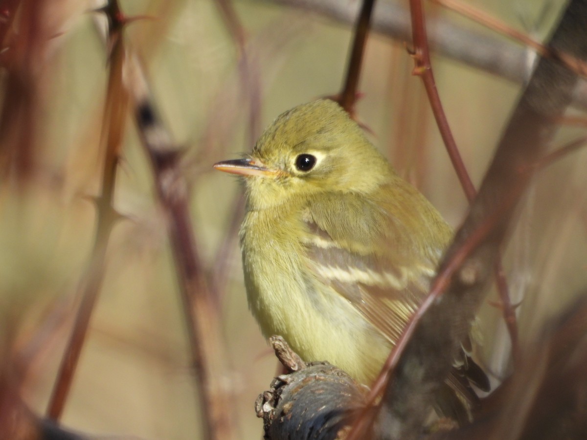 Western Flycatcher (Pacific-slope) - ML190919911