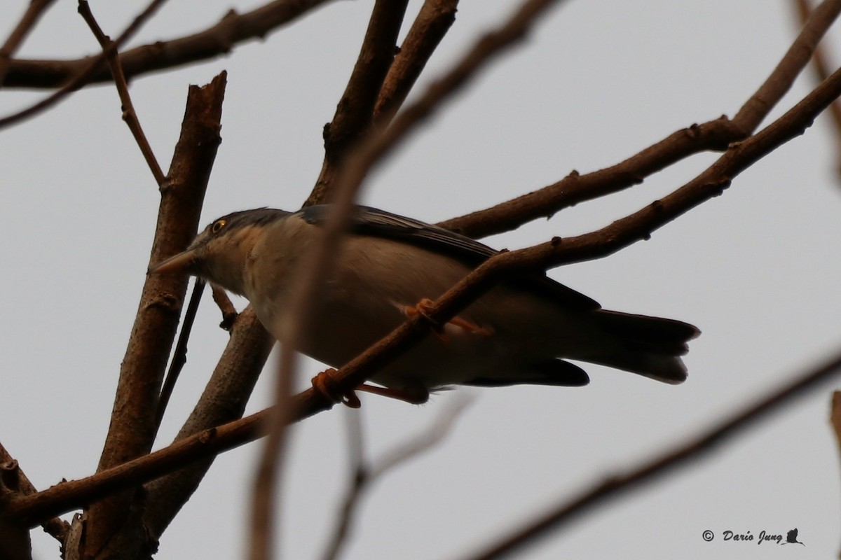 Hooded Tanager - ML190920881