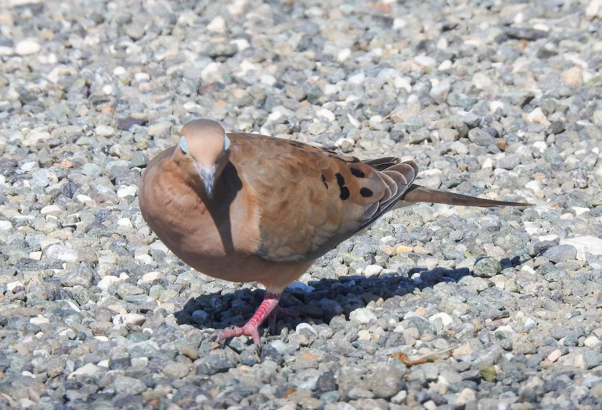 Mourning Dove - Pam Rasmussen