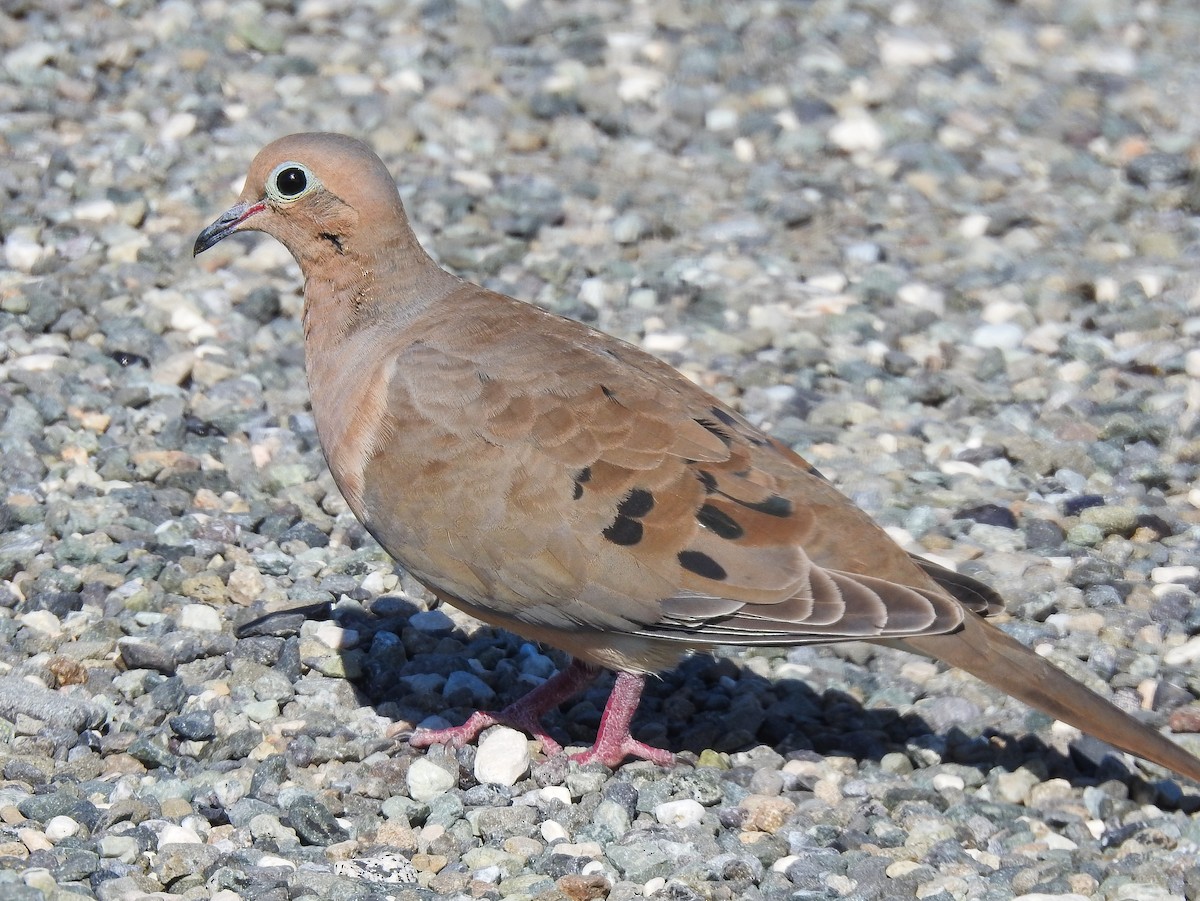 Mourning Dove - ML190921091