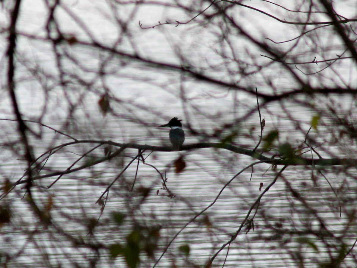 Belted Kingfisher - Sherry Plessner