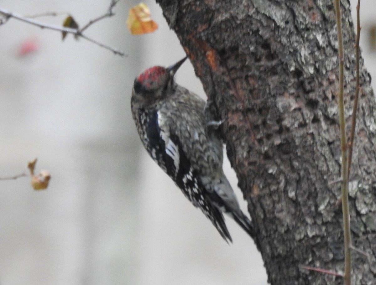 Yellow-bellied Sapsucker - ML190925051