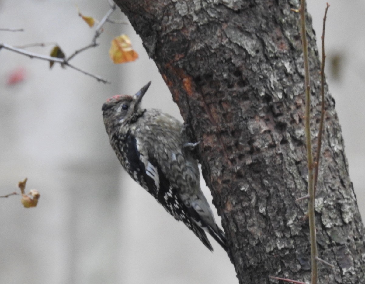 Yellow-bellied Sapsucker - ML190925081