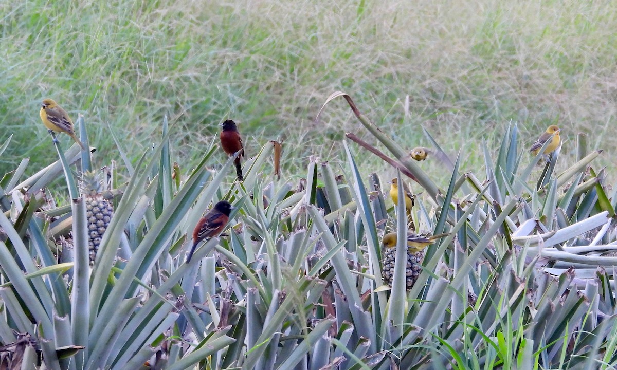 Oriole des vergers - ML190926321