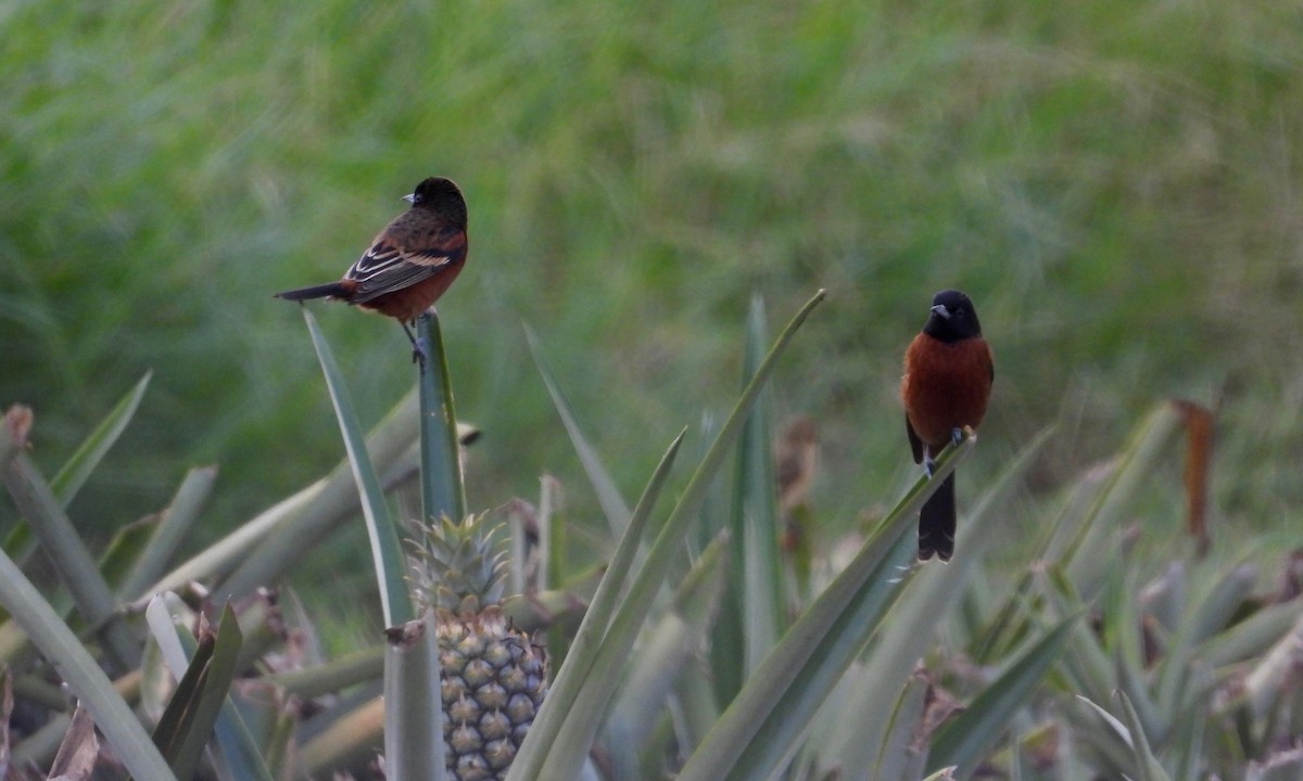 Orchard Oriole - grete pasch