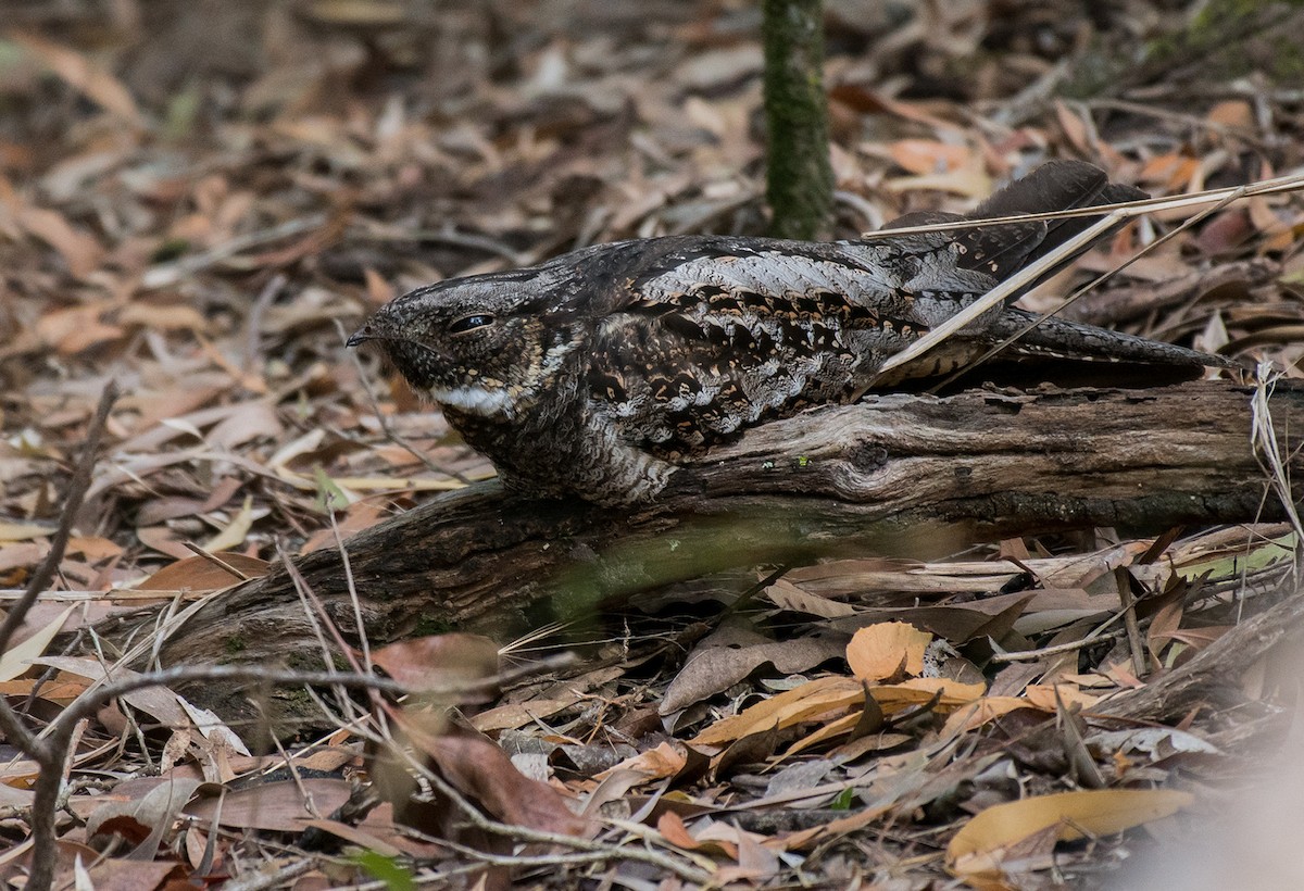 White-throated Nightjar - ML190928011