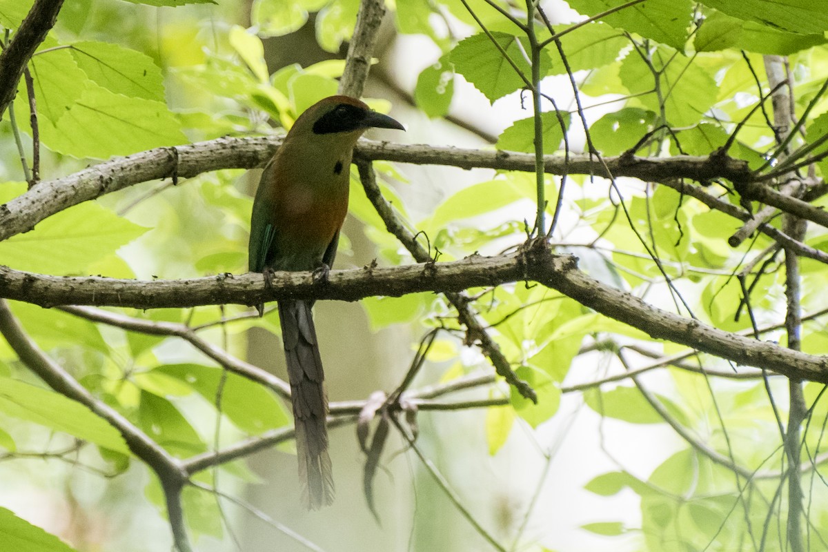 Rufous-capped Motmot - ML190929131