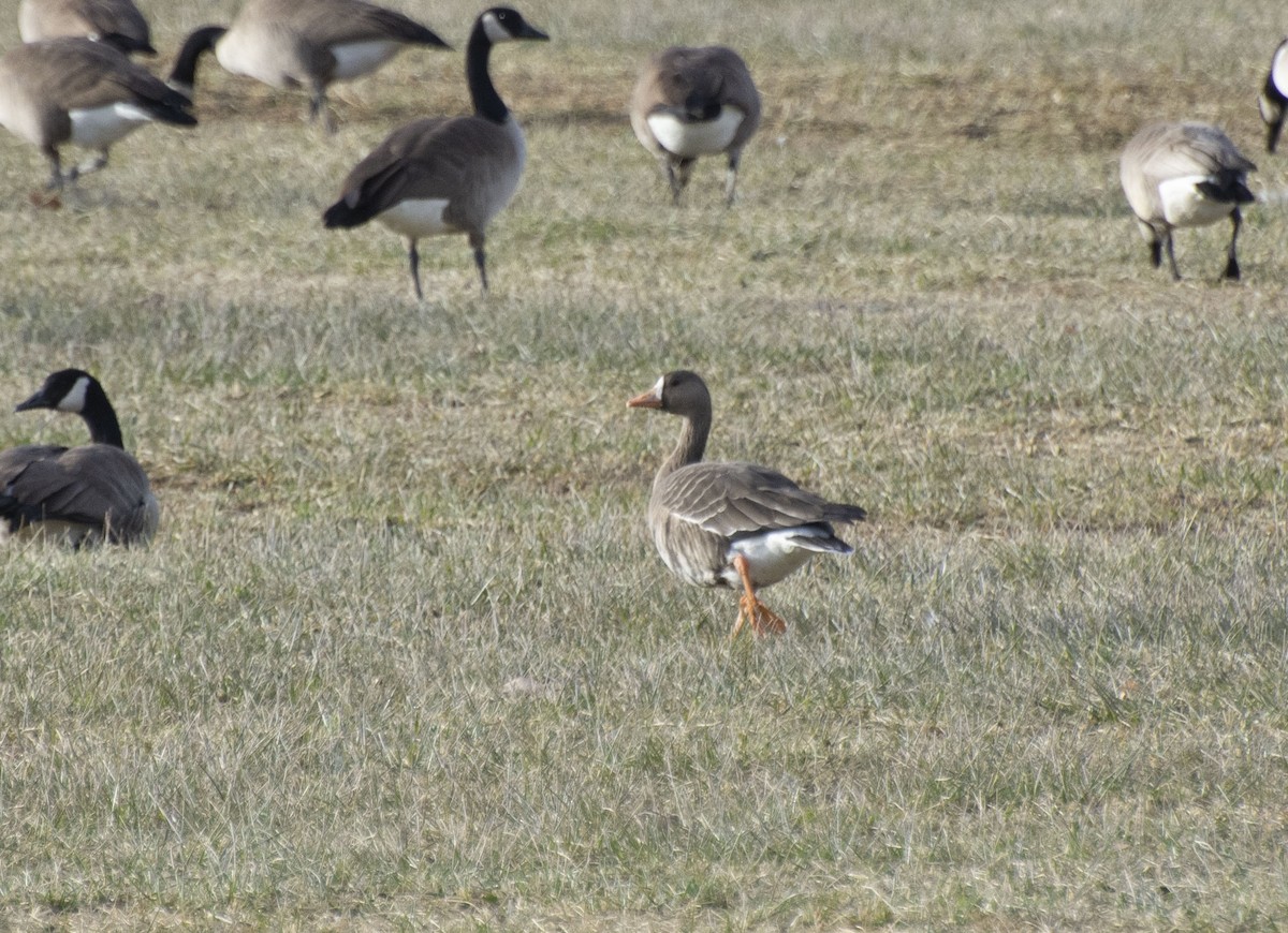 Greater White-fronted Goose - ML190929681