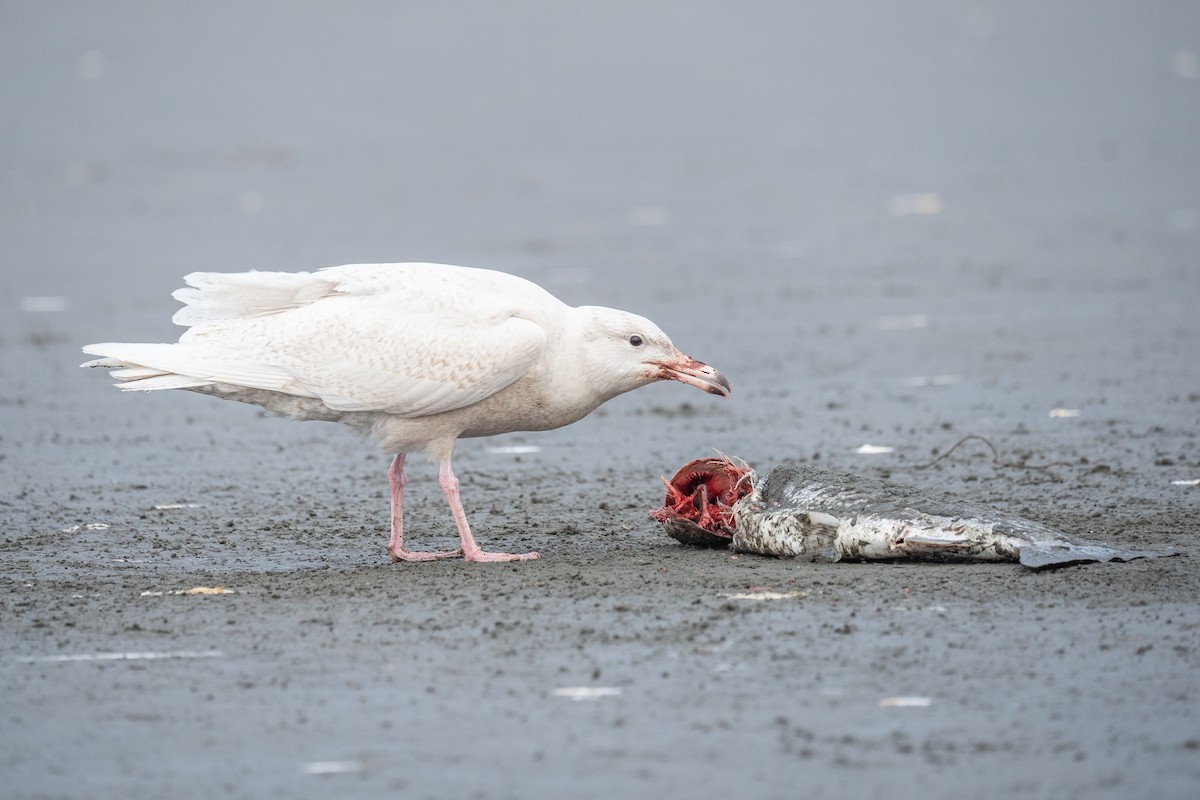 Glaucous Gull - Patrick Van Thull