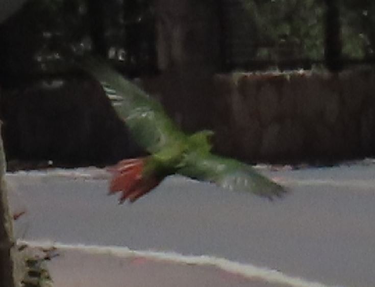 Austral Parakeet - ML190933421