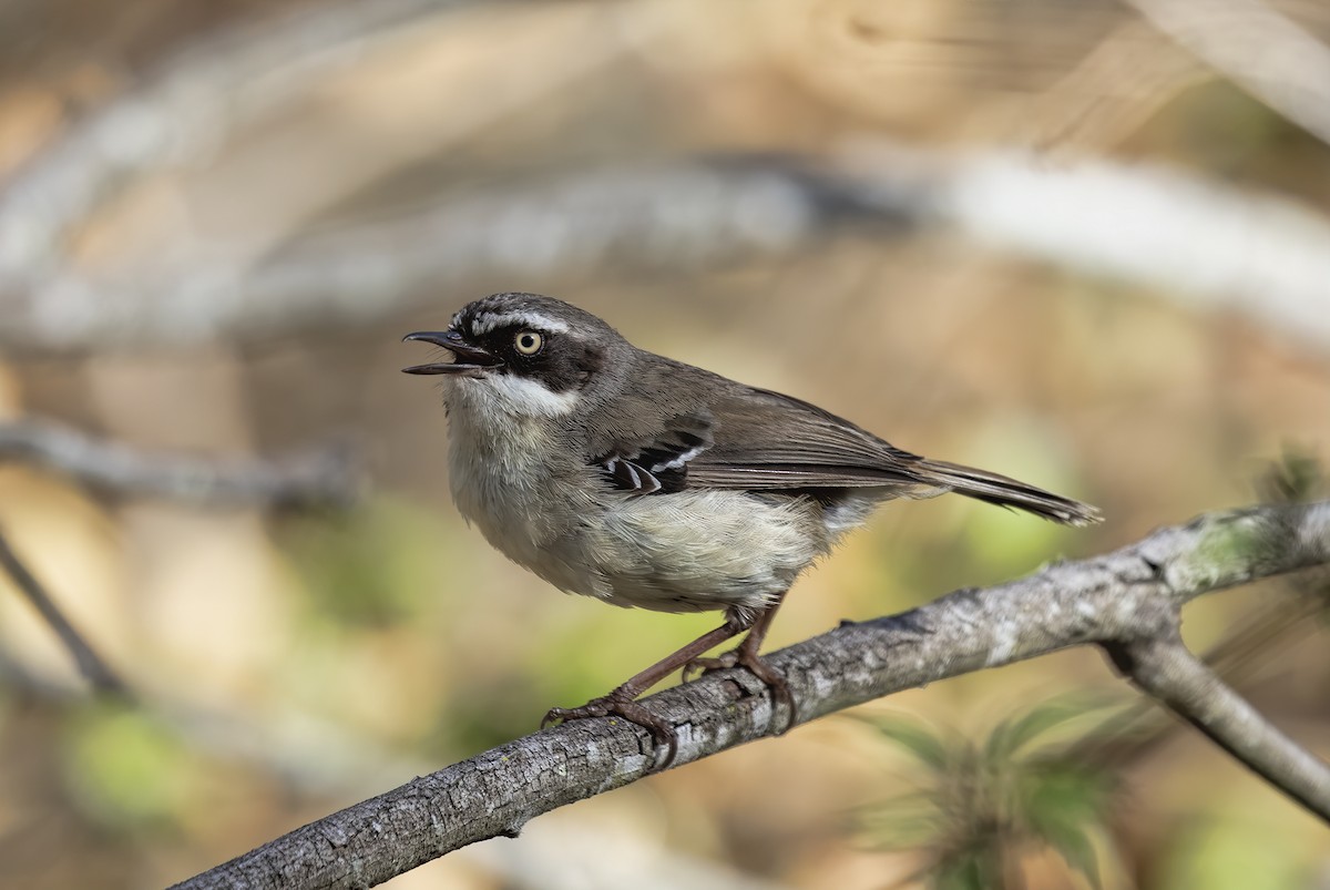 White-browed Scrubwren - ML190937171