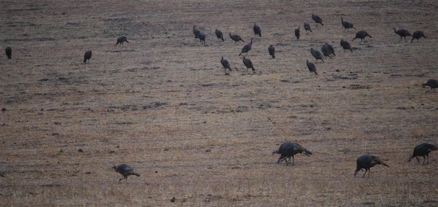 Wild Turkey - ML190939061