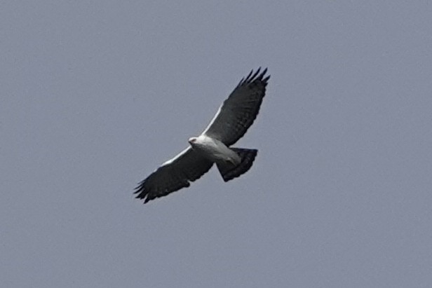 Águila Blanquinegra - ML190939071