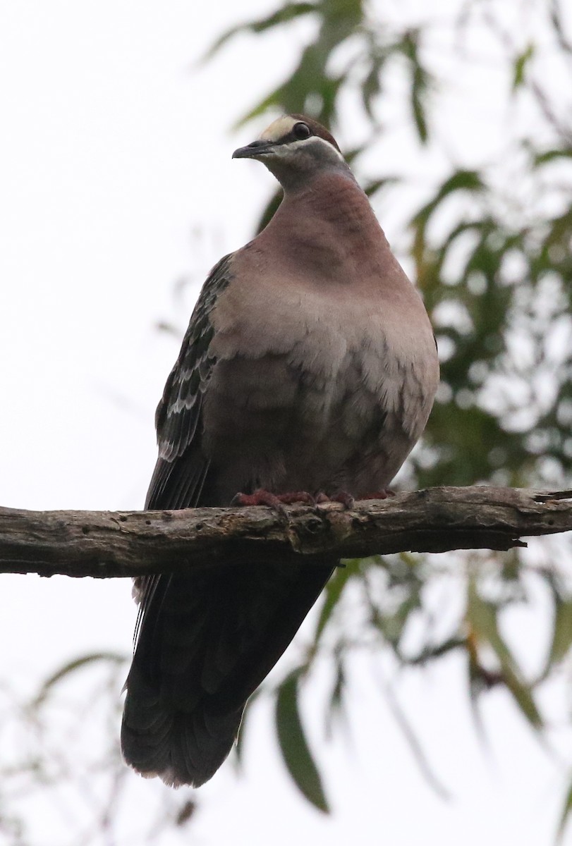 Common Bronzewing - ML190939431