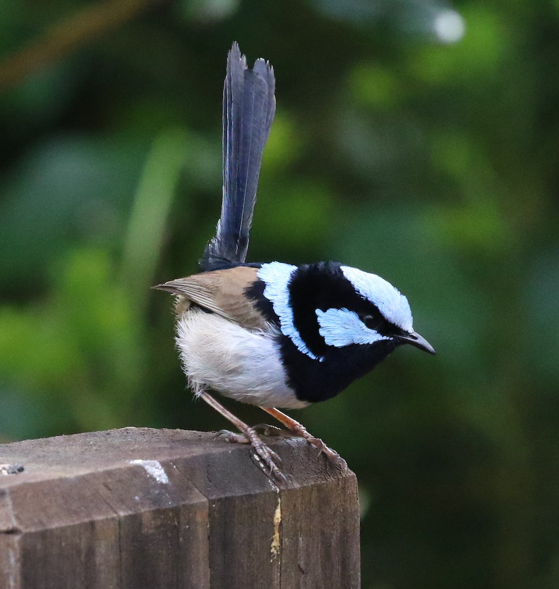 Superb Fairywren - ML190939461