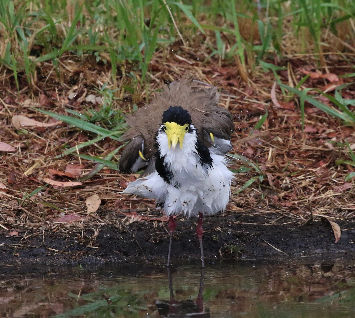 Masked Lapwing - ML190939701