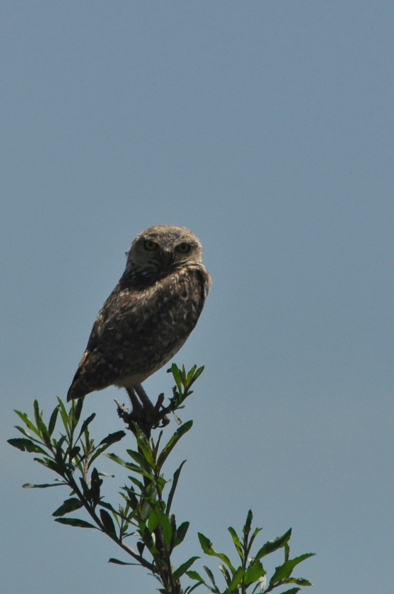 Burrowing Owl - ML190940841