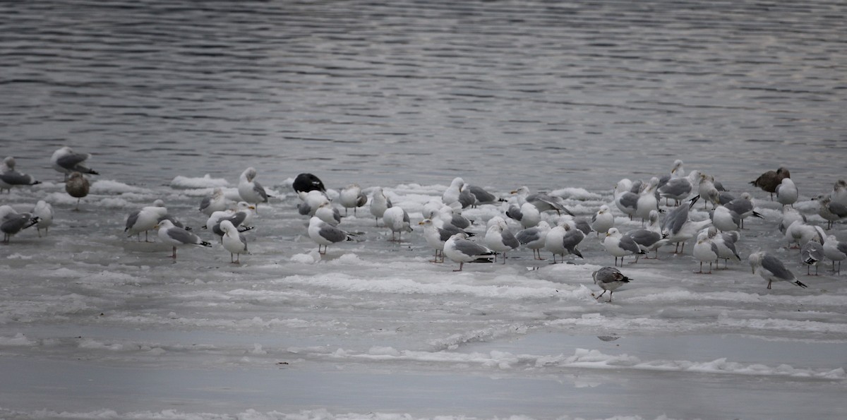 racek stříbřitý (ssp. smithsonianus) - ML190940881