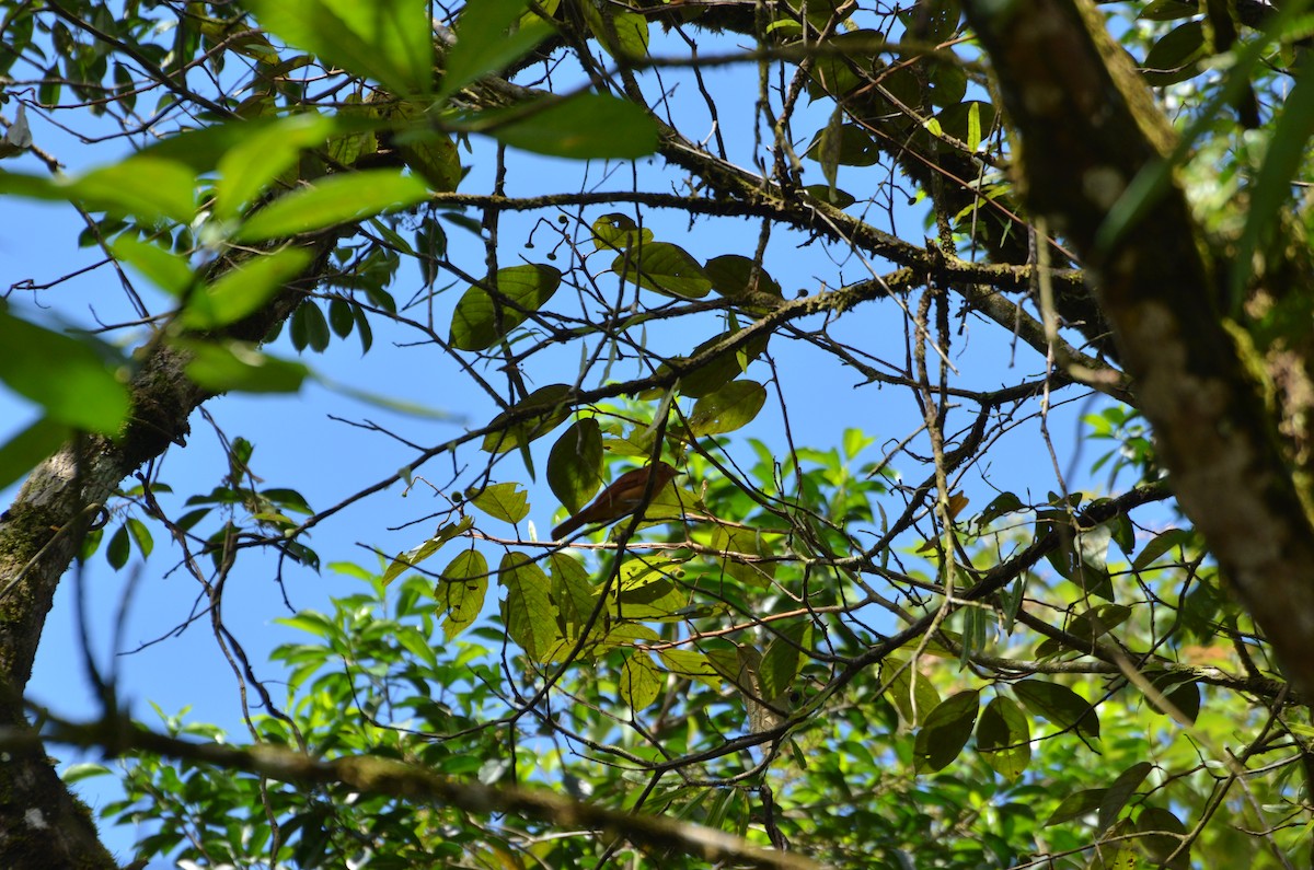 Rufous Mourner - ML190941221