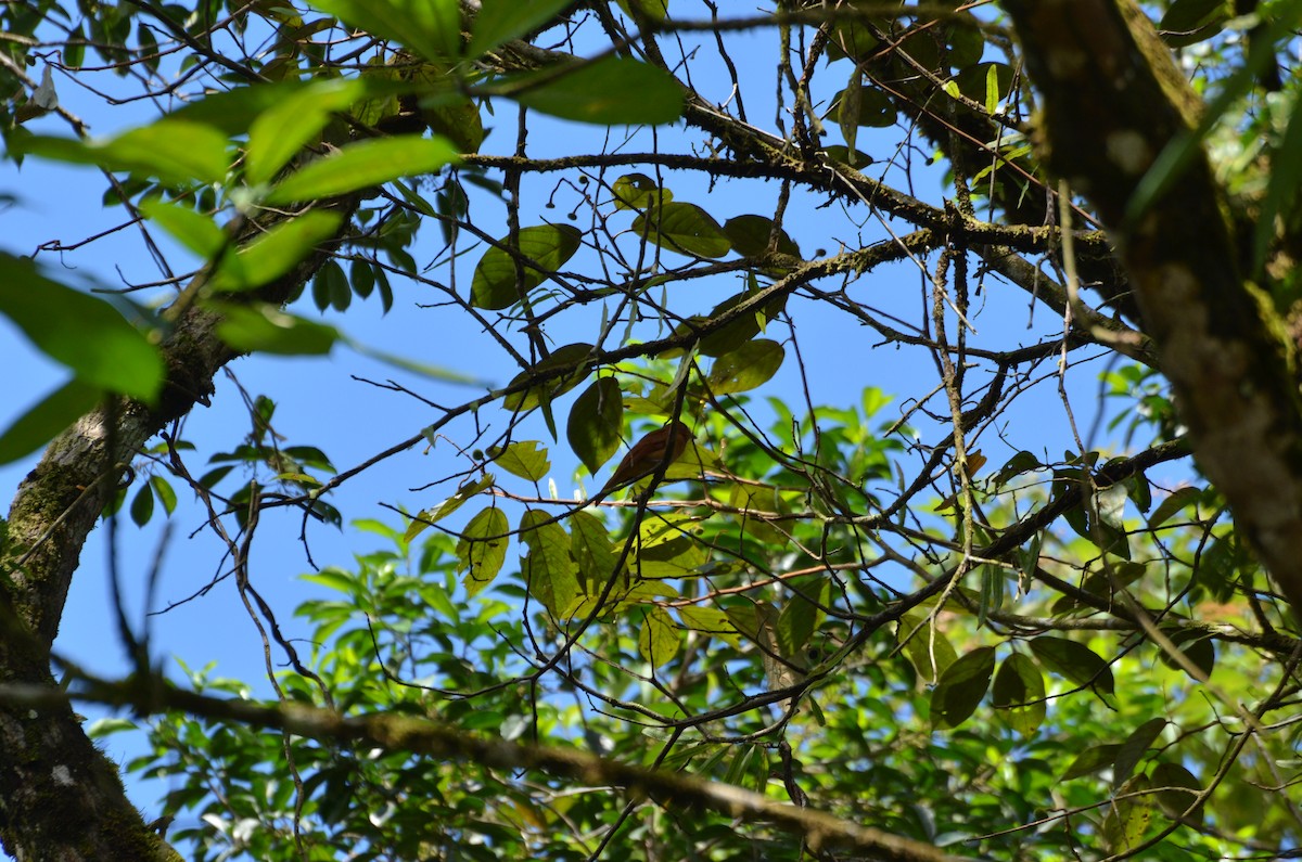 Rufous Mourner - ML190941231