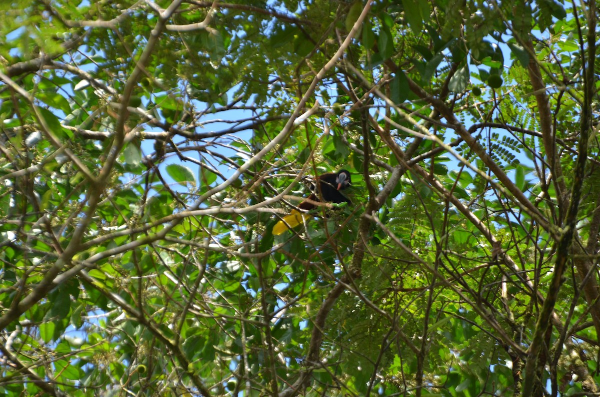 Baudo Oropendola - ML190941331