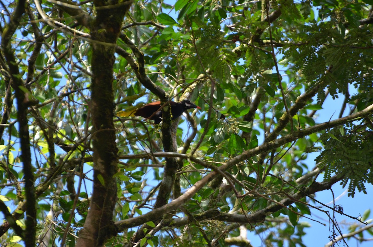 Baudo Oropendola - ML190941471