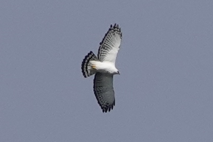 Black-and-white Hawk-Eagle - ML190941681