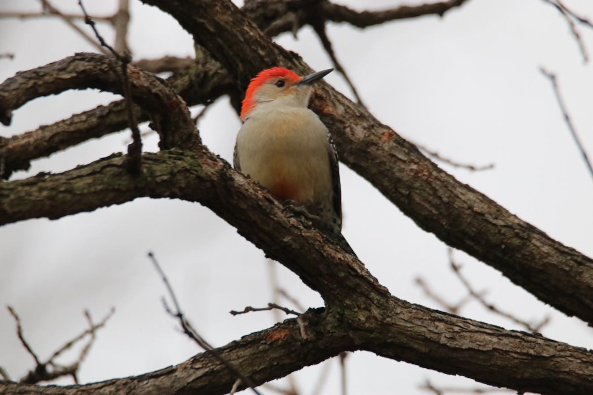 Red-bellied Woodpecker - Benjamin Zerante