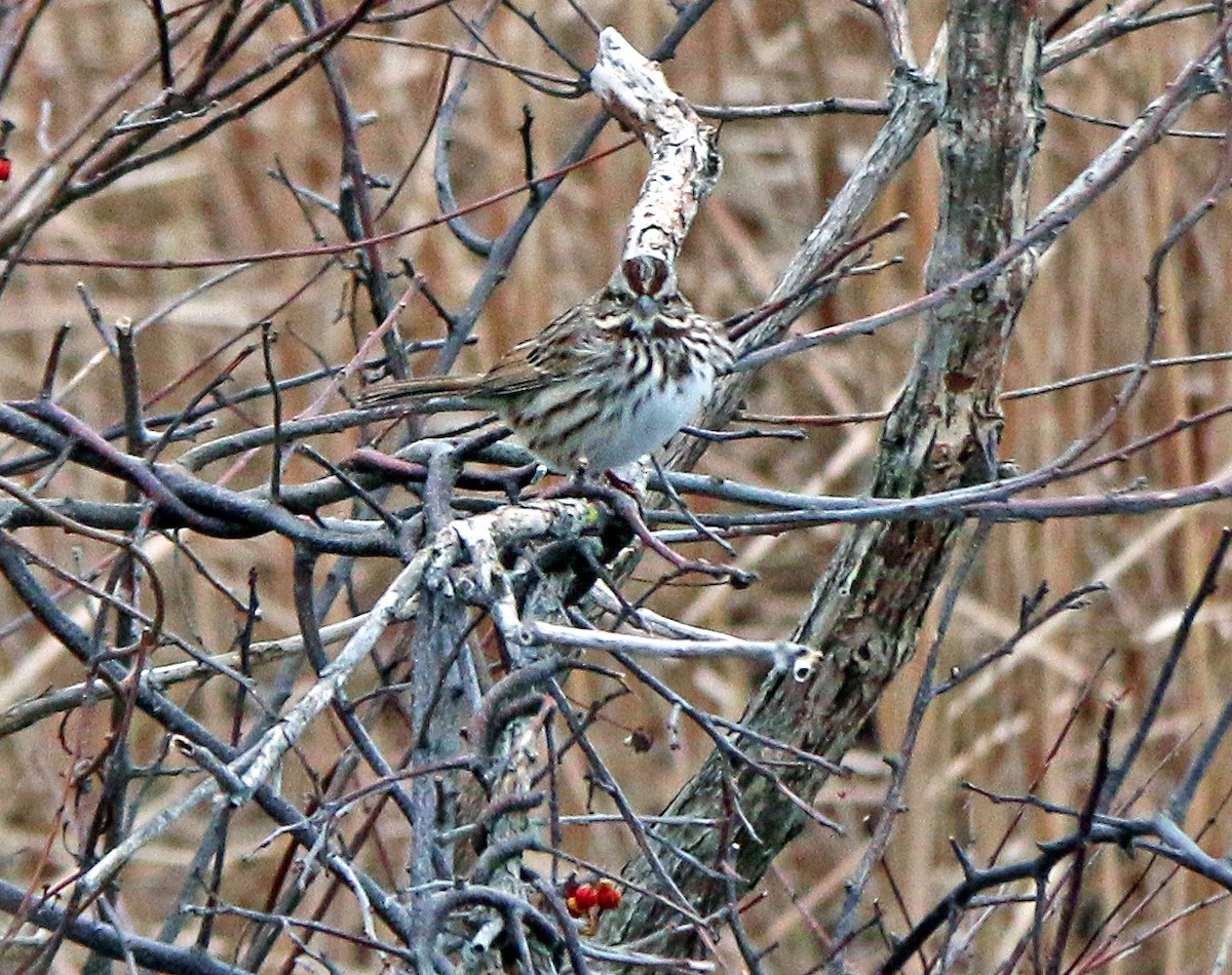 Song Sparrow - Shilo McDonald