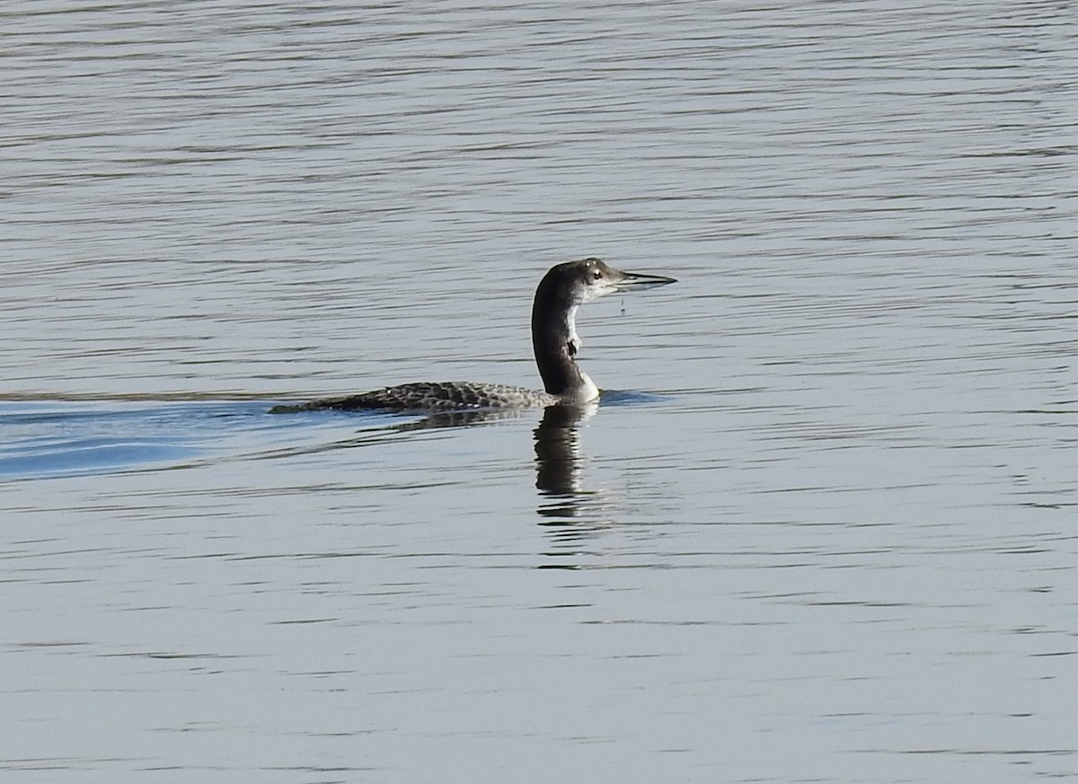 Common Loon - ML190944851