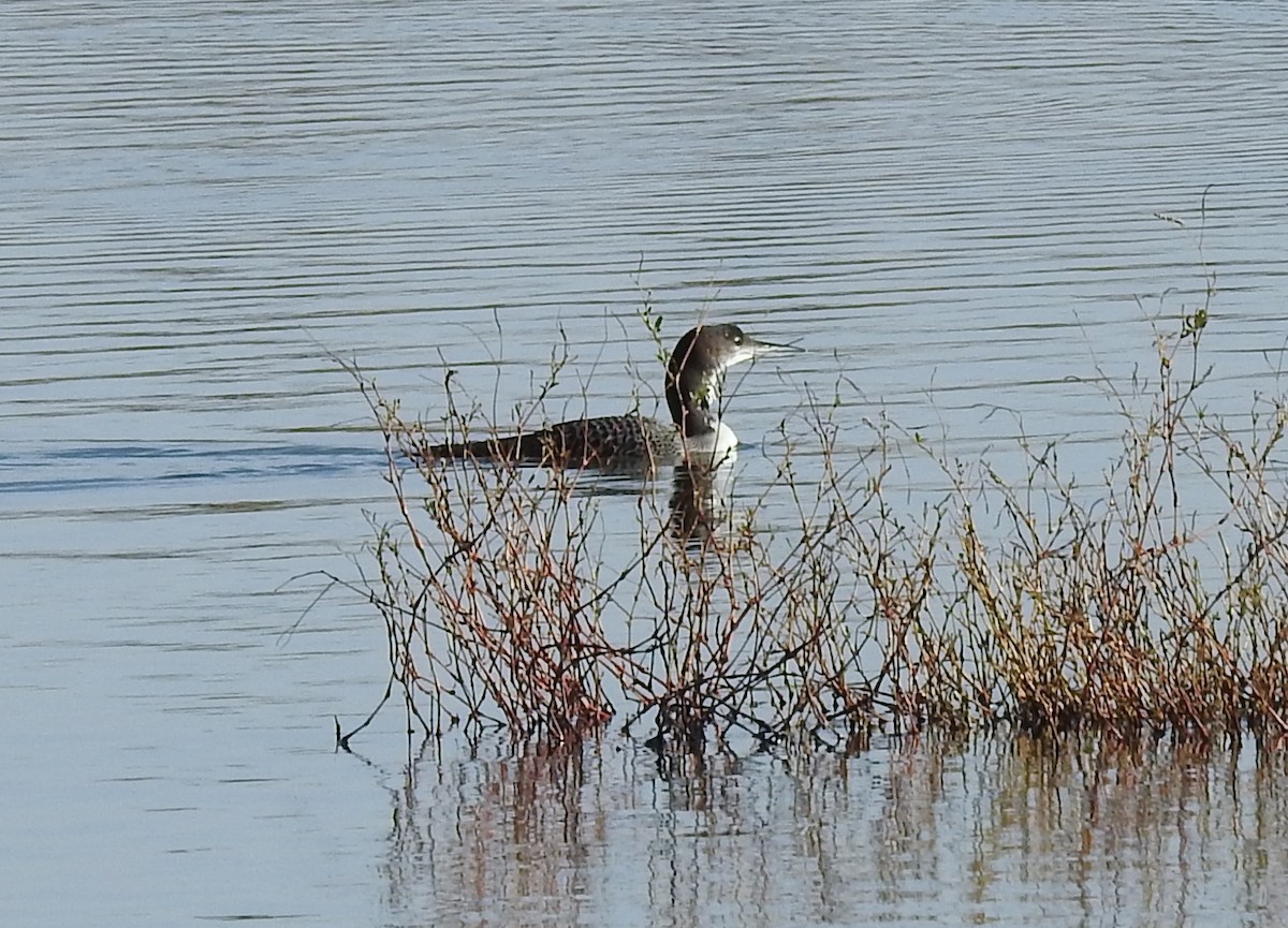 Common Loon - ML190944871