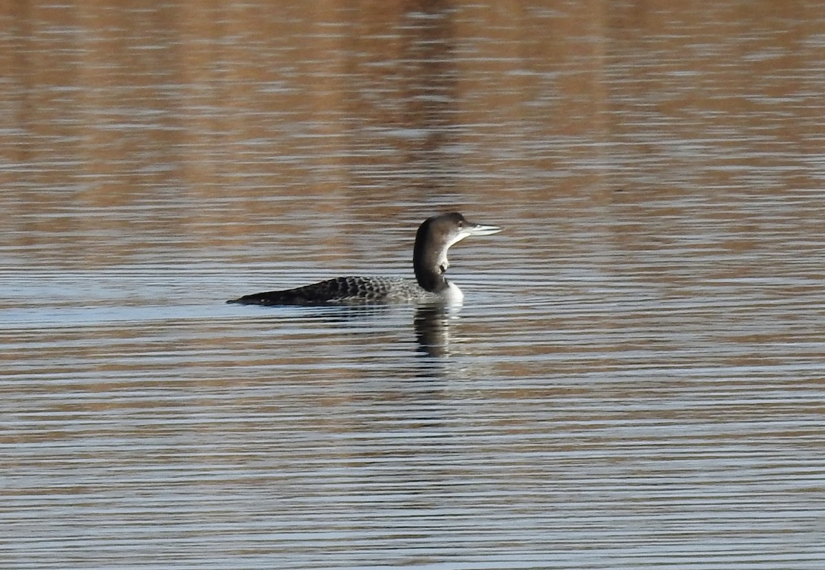 Common Loon - ML190944901