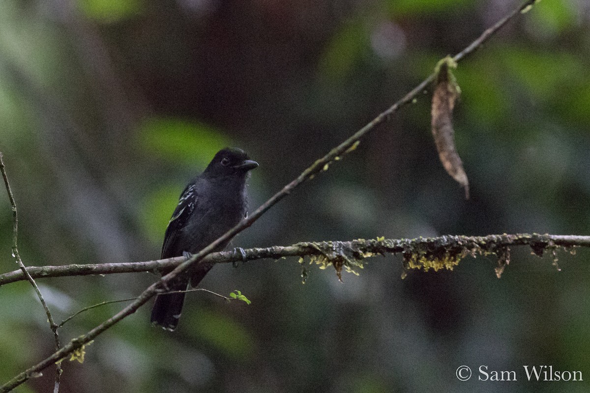 Blackish-gray Antshrike - Sam Wilson