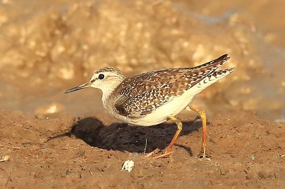 Wood Sandpiper - ML190945531