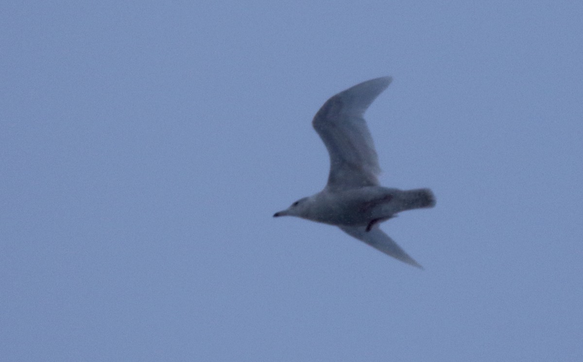 Glaucous Gull - ML190946761