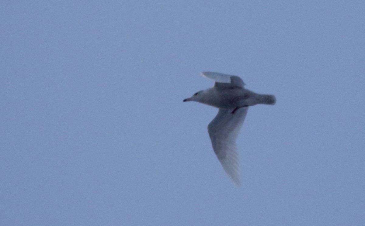 Glaucous Gull - ML190946801