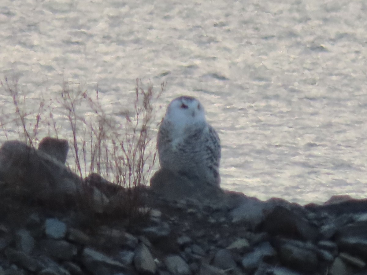 Snowy Owl - ML190948061