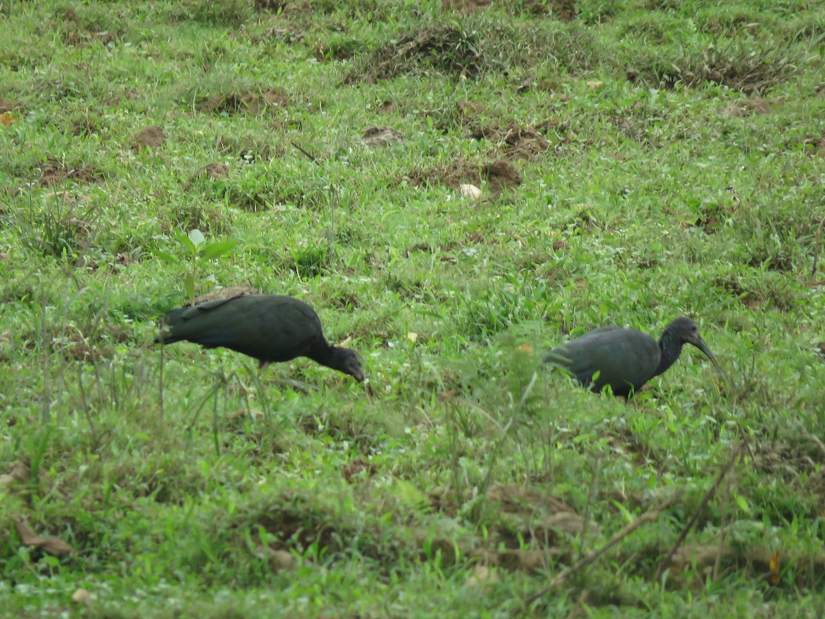 Green Ibis - ML190950151